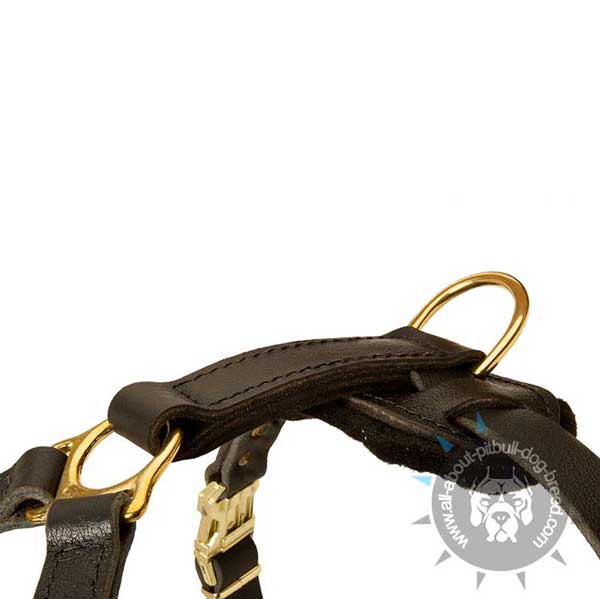 Shiny Fittings on Adjustable Leather Pitbull Harness for Training