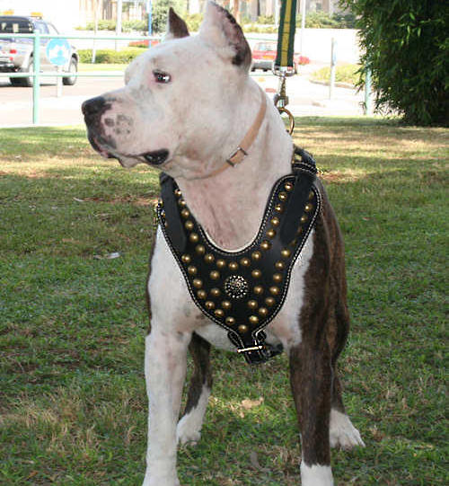 Designer Leather Dog Harness for Pitbull Training