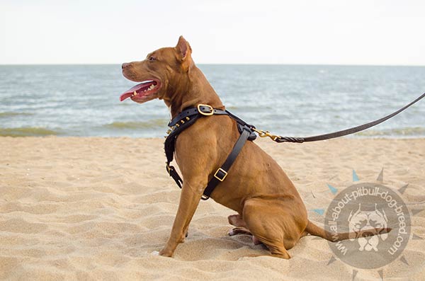 Adjustable leather Pitbull harness