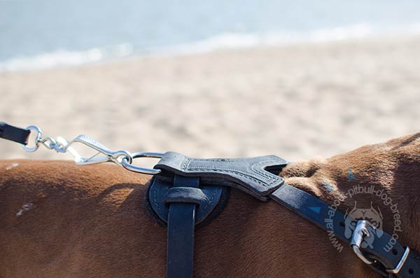 Strong leather Pitbull harness