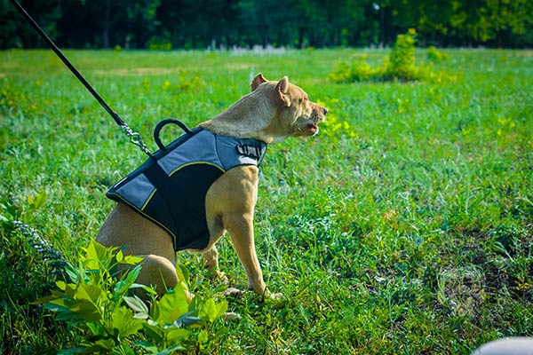 Appropriate for any weather nylon Pitbull harness