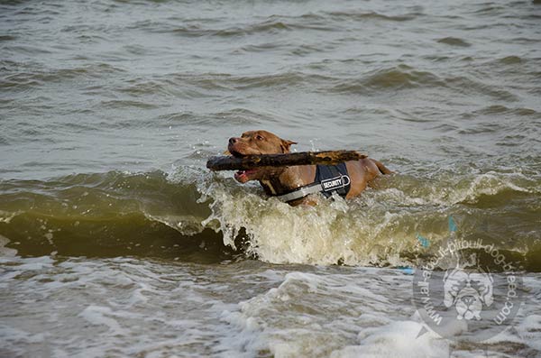 Water-resistant nylon Pitbull harness