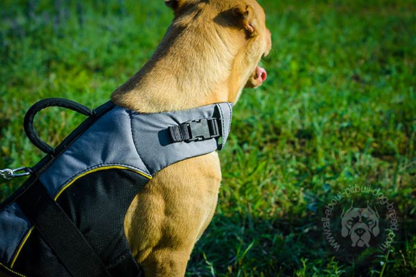 Nylon Pitbull harness great for vet visits