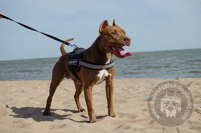 Buy Patches for Nylon Pitbull Harness