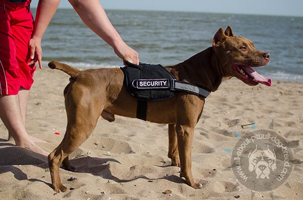 Fast grabbing nylon Pitbull harness