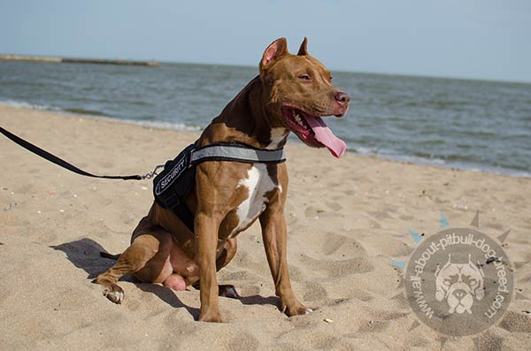 Reflective nylon Pitbull harness