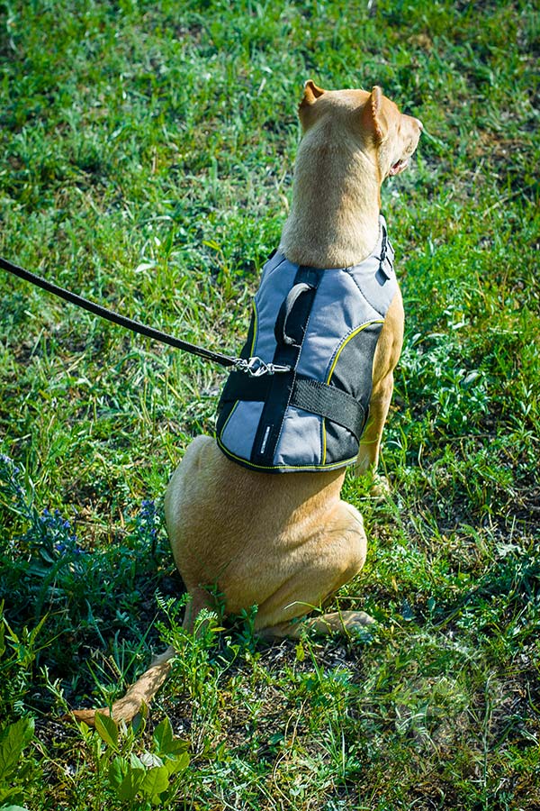 Stitched D-ring on the back of the harness