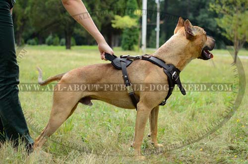 Custom Made Leather Dog Harness