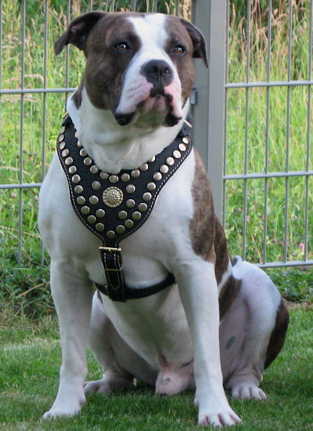 Padded Walking Leather Pitbull Harnesswith Studs
