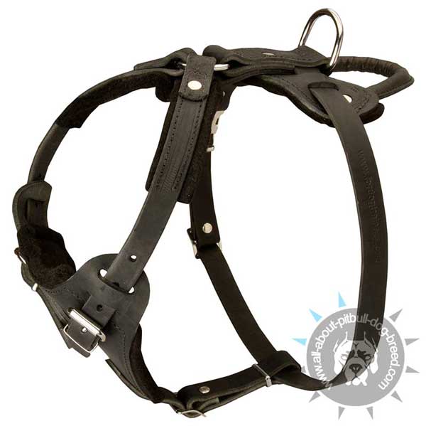 Long-life leather dog harness