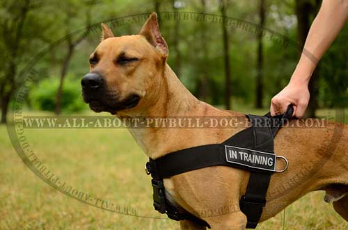 Handmade Nylon Dog Harness With Patches