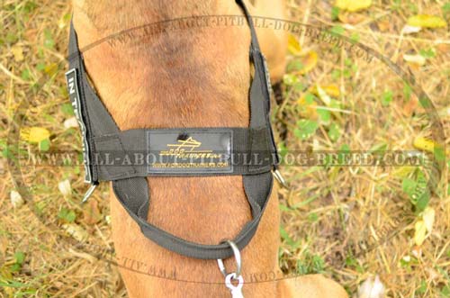 Everyday Nylon Dog Harness