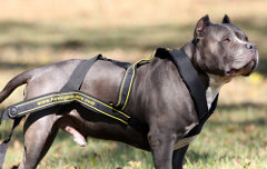 Most demandable nylon dog harness