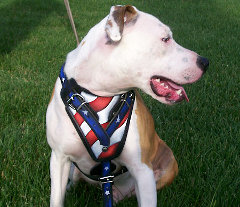 Extra ordinary training dog harness