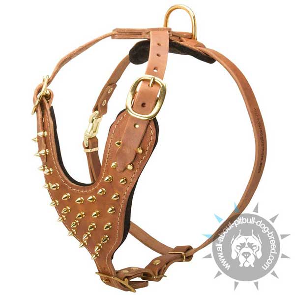 Unique Leather Pitbull Harness with Brass Spikes
