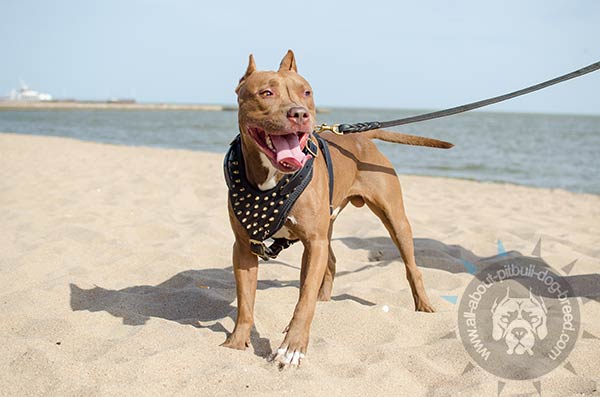 Adorned with brass spikes Pitbull harness