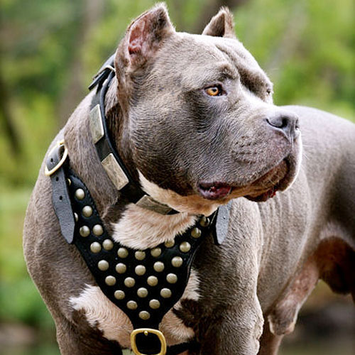 Designer Brass Studded Leather Dog Harness for Walking Pitbull