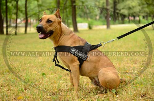 Best Pulling Nylon Dog Harness