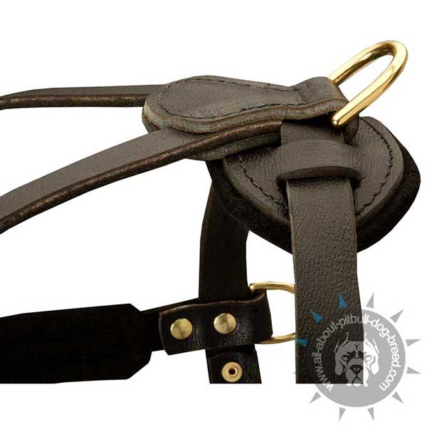 Absolutely Safe Leather Harness for Pitbull