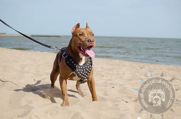 Pyramid studded leather Pitbull harness