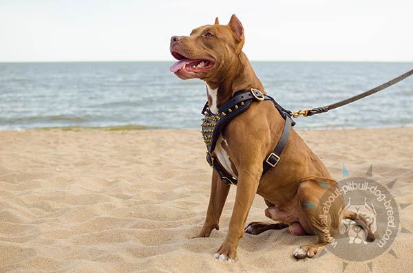Non-restrictive leather harness for Pitbull
