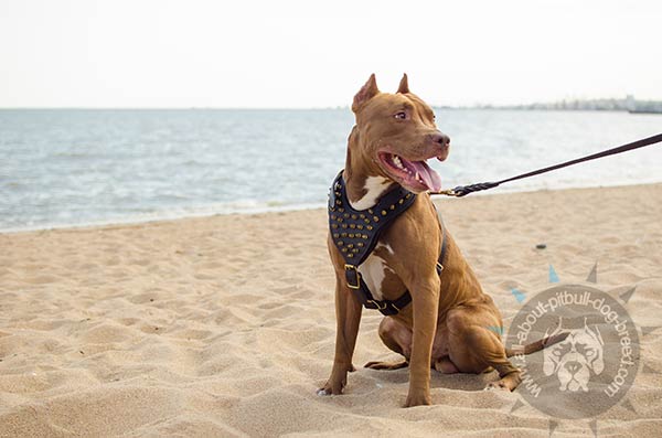 Spiked leather Pitbull harness