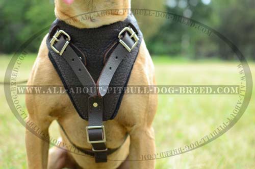 Protective  Leather Dog Harness