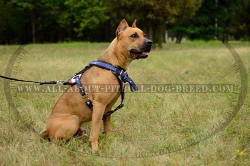 Hand painted handmade Leather Dog Harness