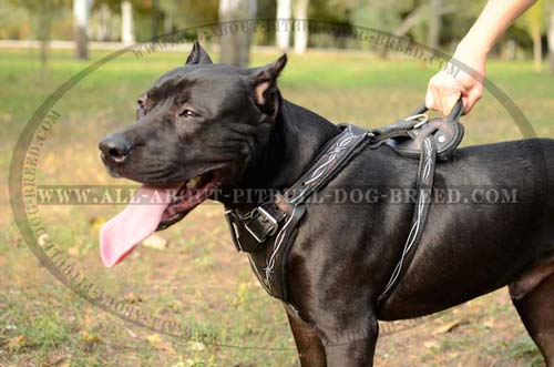 Custom Made Leather Dog Harness