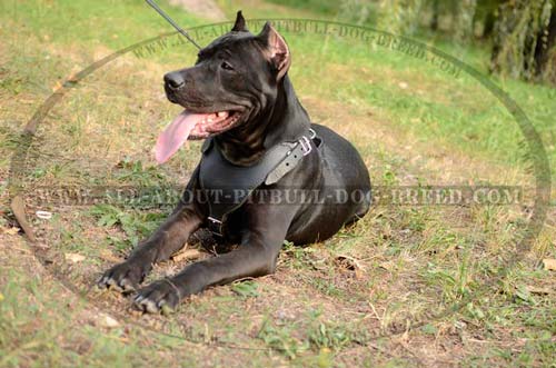 High Grade Leather Dog Harness