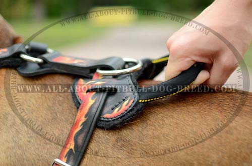 Agitation Pitbull Leather Dog Harness