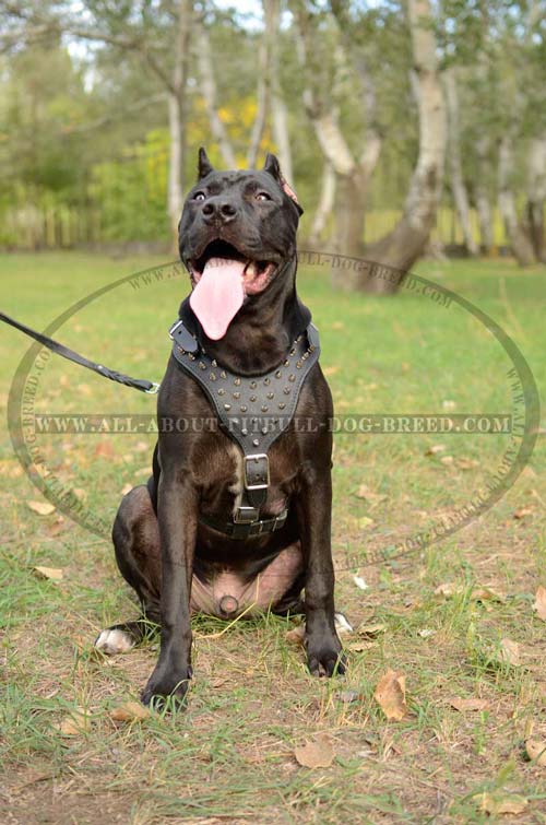 Exclusive Dog Hareness For American Pit Bull Terrier