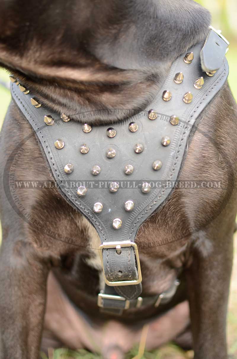 2-Ply Latigo Leather Dog Harness w/Studs - Pit Bull Gear