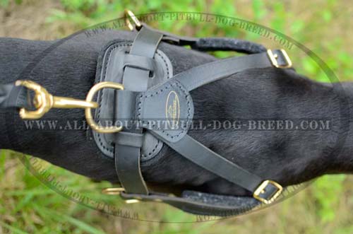 Best Fitting  Leather Dog Harness