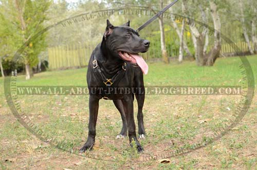 Sleekly Elegant Leather Dog Harness