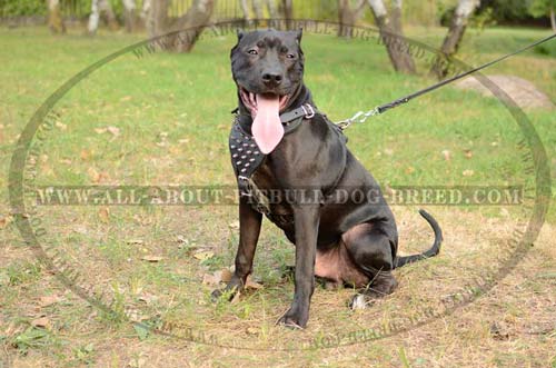 Custom Made Spiked Leather Dog Harness