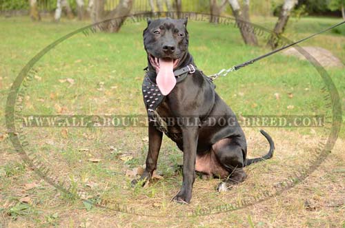 Custom Made Spiked Leather Dog Harness
