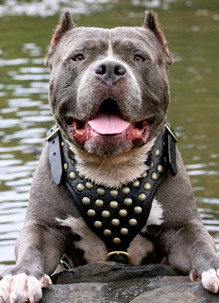 Fashion Studded Walking Leather Pit Bull Harness