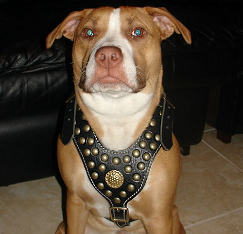Safety walk leather dog harness with brass studs