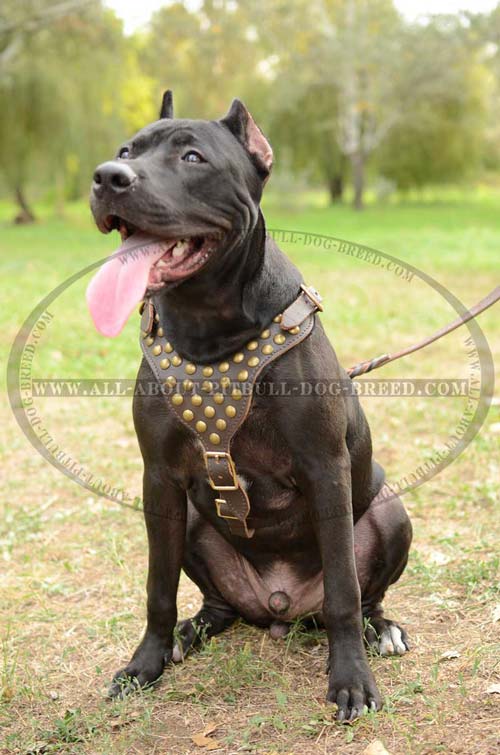 Pitbull Harness Leather Studded with Brass Hemispheres