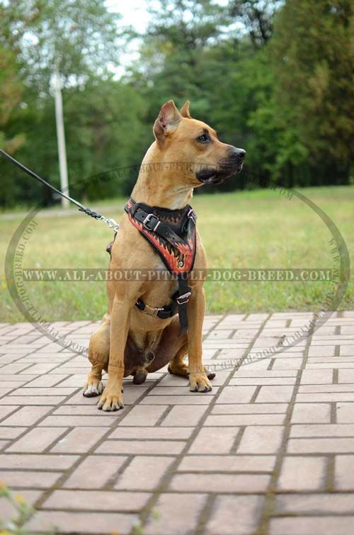 Pit Bull Harness 