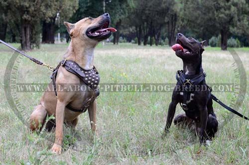 Dog Harness Made of Leather Super Comfortable for Pitbull Tracking