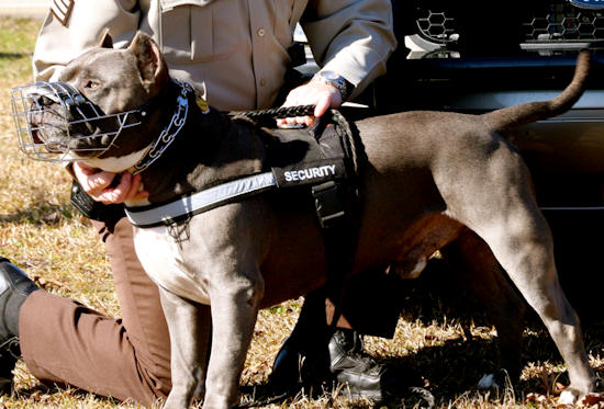Reflective Nylon Dog Harness with Handle American PitBull Terrier Harness Collar Leash Muzzle Pitbull Supplies 2024 BUY NOW