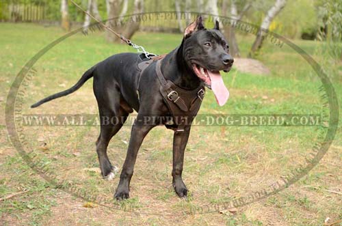 Leather Dog Harness Quality Gear for Many Activities with Pitbull 