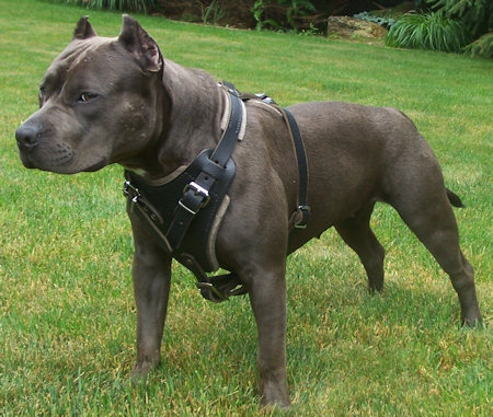 Leather Pitbull Harness - BEST CUSTOM PITBULL HARNESS [H1###1072 Best ...