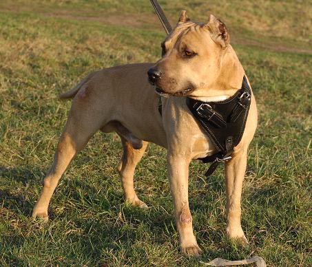 protection pitbulls for sale