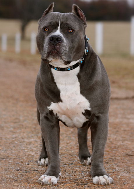 Pitbull leather dog collar - handmade leather dog collar for Pit Bulls