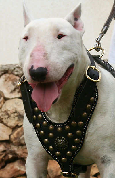 Bull Terrier Dog Harness-Exclusive Royal Studded Leather Harness