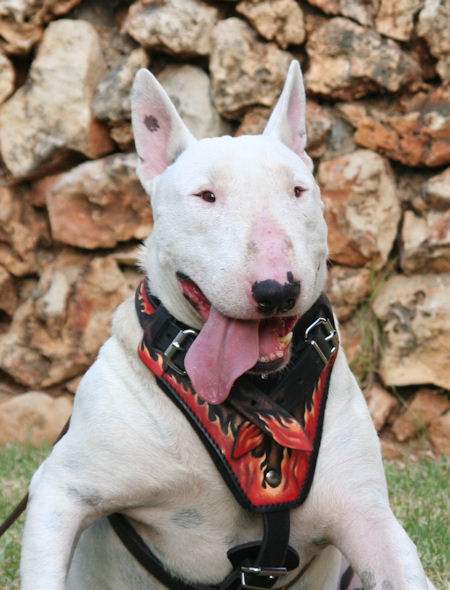 Bull Terrier designer leather dog harness- Hand painted harness