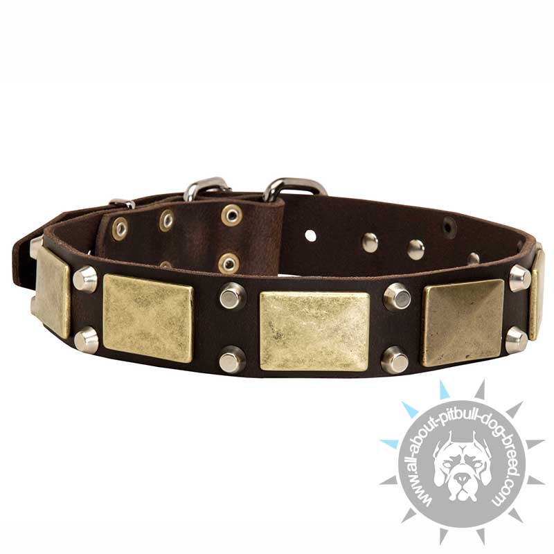 War Style Pitbull Leather Dog Collar Brass Massive Plates + 2 Pyramids - Click Image to Close